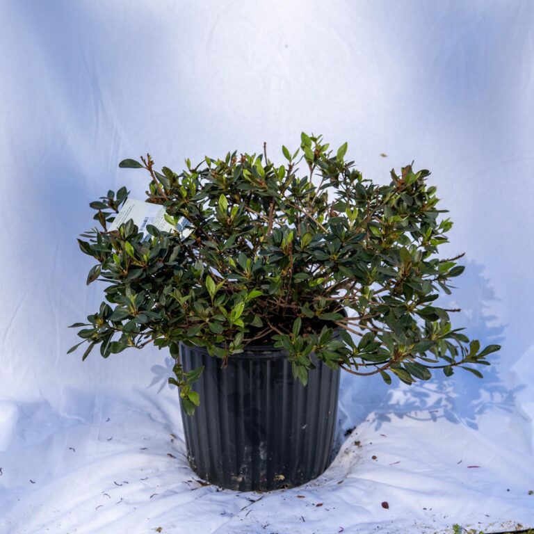 Product_Azalea Red Ruffle 3Gal_CobbCreekNursery_2026_TEC2720