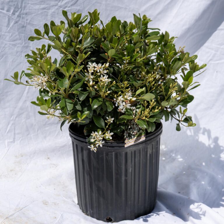 Product_Hawthorne Snow White_CobbCreekNursery_2026_TEC2886