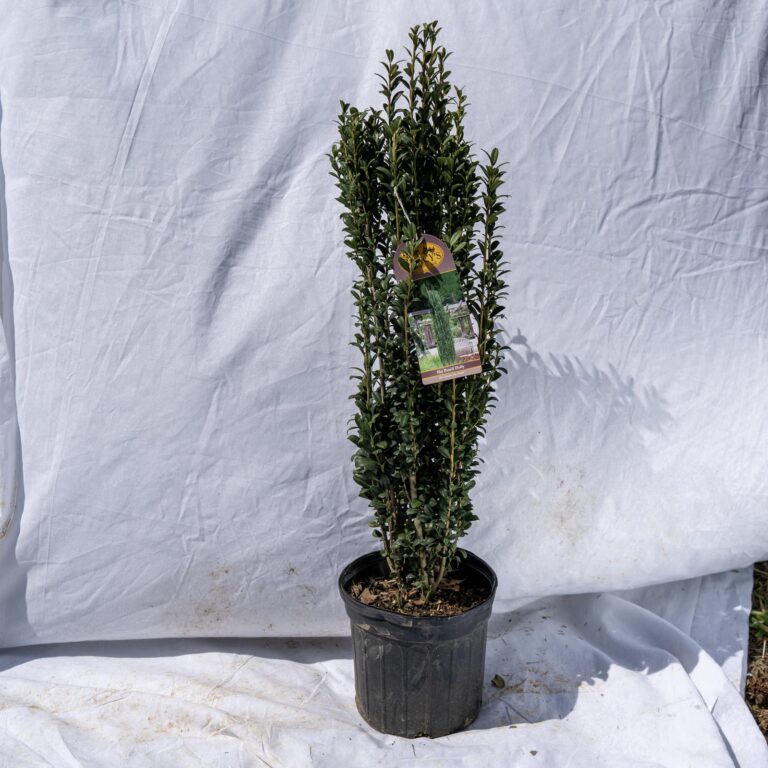 Product_Holly Sky Pencil 1G_CobbCreekNursery_2026_TEC2890