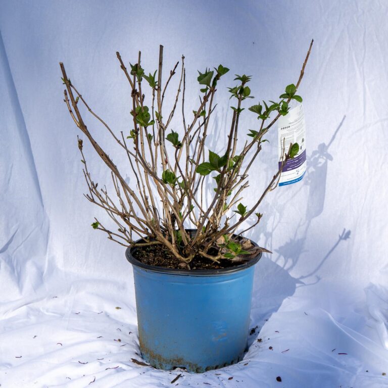 Product_Hydrangea Endless Summer® Bloomstruck 3G_CobbCreekNursery_2026_TEC2715