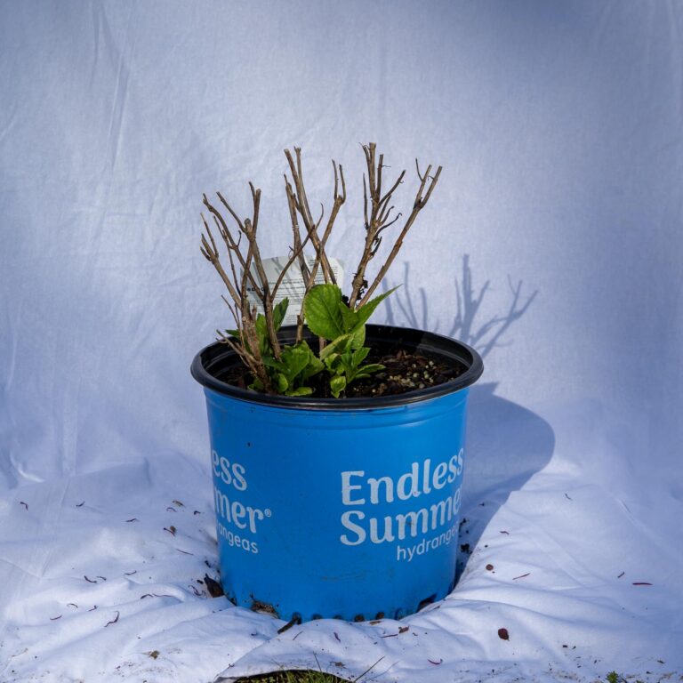 Product_Hydrangea Endless Summer® Blushing Bride 3G_CobbCreekNursery_2026_TEC2718