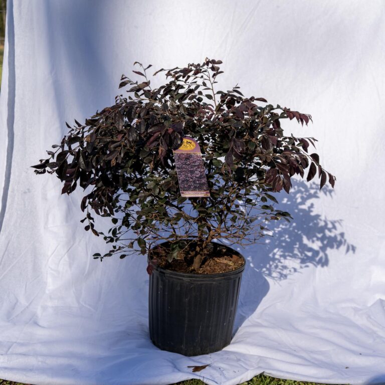 Product_Loropetalum Cerise Charm 3G_Loropetalum Cerise Charm 3G_CobbCreekNursery_2026_TEC2705