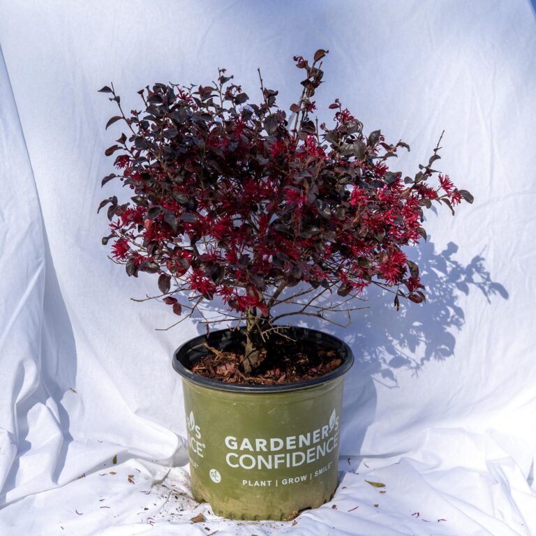 Product_Loropetalum Ever Red 3G_CobbCreekNursery_2026_TEC2727