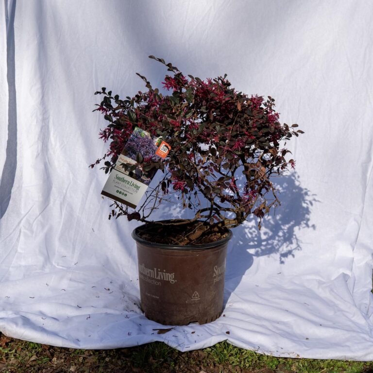 Product_Loropetalum Purple Diamond 3G_CobbCreekNursery_2026_TEC2708