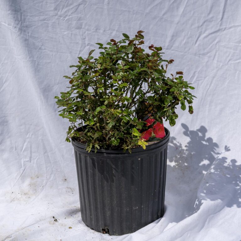 Product_Rose Brick House Pink 3G_CobbCreekNursery_2026_TEC2885