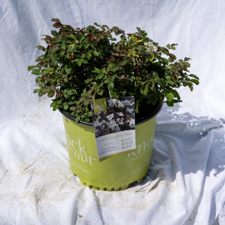 Product_Rose Knock Out White 3G_CobbCreekNursery_2026_TEC2865