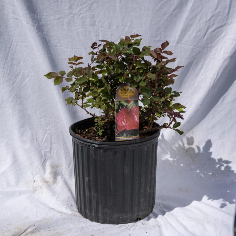 Product_Rose Simply Red Single 3G_CobbCreekNursery_2026_TEC2883