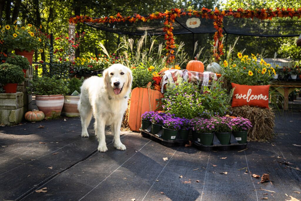 Cobb-Creek-Nursery-Sept2026_TEC3956